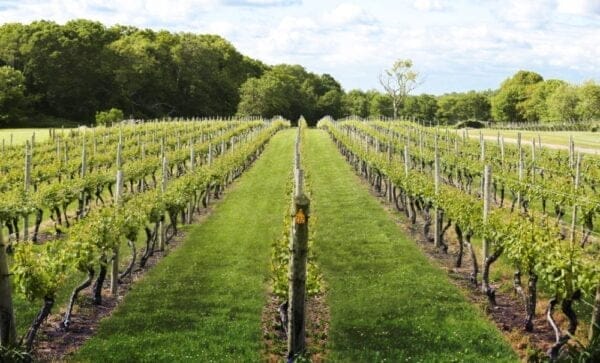 Wineries - The Best Campgrounds in Rhode Island